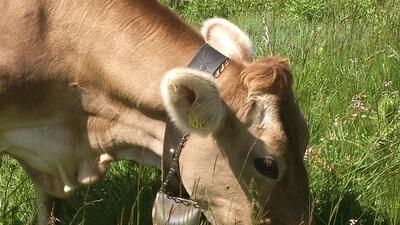 Yogurt to taste in Trentino 