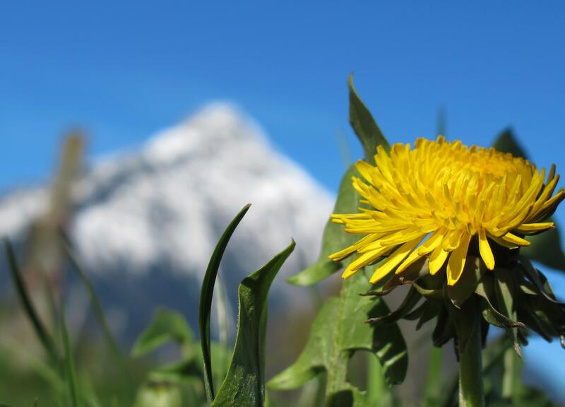 Copia di Spring