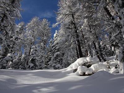 The resonating firs